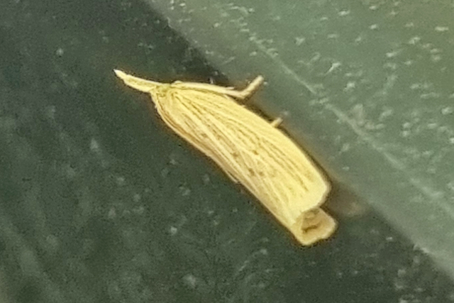 Ematheudes punctellus